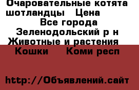 Очаровательные котята шотландцы › Цена ­ 2 000 - Все города, Зеленодольский р-н Животные и растения » Кошки   . Коми респ.